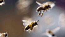 EU zabranila upotrebu pesticida štetnih za pčele