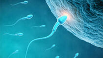 Spajanje spermija i jajašca nije jedini put do potomstva