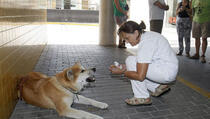 Vjerni pas sedam dana čekao ispred bolnice da mu se gazdarica oporavi