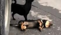 Pas očajnički pokušava da oživi prijatelja, niko mu ne pomaže (VIDEO)