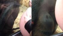 Snimka koja je dirnula svijet: Orangutan ljubi trbuh trudnice (VIDEO)