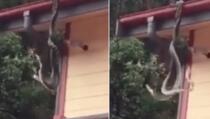Vratili se kući, a na krovu ih dočekala dva džinovska pitona (VIDEO)