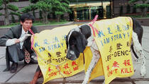 Tajvan zabranio konzumiranje mesa pasa i mačaka