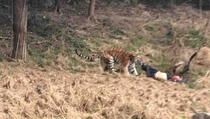 Čovjeka odvukli i ubili tigrovi u rezervatu (UZNEMIRUJUĆI SNIMCI)