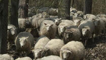 Ovce izvršile masovno samoubistvo, pastir bio bespomoćan! (VIDEO)