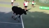 NESVAKIDAŠNJA SCENA: Krava prekinula teniski spektakl!