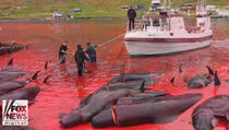 Užas: Masovni pokolj kitova i delfina na Farskim ostrvima (VIDEO)