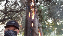 California: Snimio drvo koje gori iznutra (VIDEO)