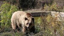 U azilu kod Prištine živi 19 spašenih medvjeda (FOTO/VIDEO)