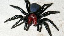 Najezda otrovnih pauka na Europu: Dolaze iz Azije i ogromni su