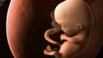 Život je čudo: Kako izgleda 9 mjeseci u maternici (VIDEO)