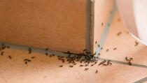 Tri bezopasna načina pomoću kojih ćete se riješiti insekata u kući
