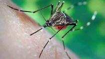 Naučnici tvrde kako komarci pamte kad ih pokušamo otjerati