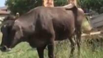 ŠOKANTNA PRIČA: Hoće ubiti kravu koja je ušla u Srbiju iz Bugarske jer je prijetnja za EU