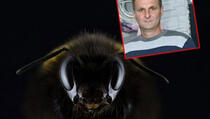 Muškarca ubola pčela, za dvije minute pao u komu, a za 40 je bio mrtav