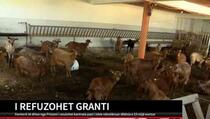 DO GUŠE U DUGOVIMA: Farmeru iz Prizrena dodjeljen, pa anuliran grant (VIDEO)