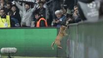 UEFA kaznila Bešiktaš zbog mačke koja je prekinula utakmicu (VIDEO)