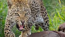 Leopard ušetao u kuću i rastrgao devetomjesečnu bebu