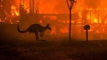 Apokalipsa u Australiji: Više od 480 miliona životinja stradalo (VIDEO)