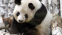  Uginula panda Bao Bao