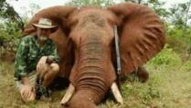 Australijski političar: Ubio sam i pojeo slona, to je moje ljudsko pravo