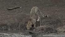 Gepard pio vodu, kada ga je uhvatio krokodil