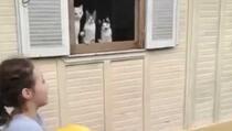 Snimak kako mačke posmatraju djecu u igri je hit
