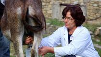 Magareće mlijeko tokom pandemije koronavirusa postalo hit u Albaniji