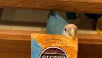 Ovaj papagaj otvara paketiće čaja