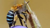 Samo u Australiji: Jeste li ikad čuli za fenomen plavih pčela?
