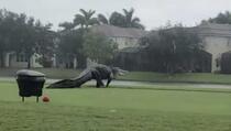 Zastrašujući snimak: Džinovski aligator iznenadio golfere na Floridi