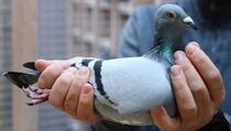 Ovo je najskuplji golub na svijetu, prodan je za 1,6 miliona eura
