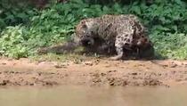 Pogledajte kako je jaguar ulovio i savladao krokodila