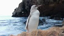 Rijetki bijeli pingvin pronađen na Galapagosu