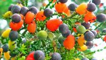 Da li ste čuli za drvo koje rađa 40 vrsta voća?