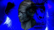 Potvrđeno je: Naučnici uspjeli stvoriti hibrida čovjeka i majmuna