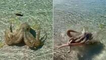 Kupača u plićaku “pretukla” bijesna hobotnica