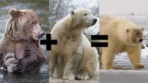 Zbog klimatskih promjena pojavila se nova vrsta medvjeda