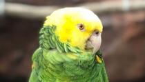 Papiga zapjevala Beyoncein hit i oduševila posjetitelje parka divljih životinja