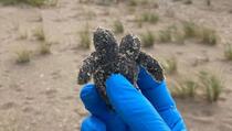 Pronađeno mladunče dvoglave kornjače