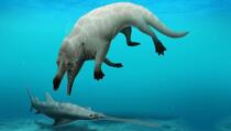 Otkriven fosil nove vrste kita sa četiri noge, živio je prije 43 miliona godina