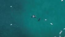 Dronom slučajno uočio da morski pas napada čovjeka, pa mu spasio život