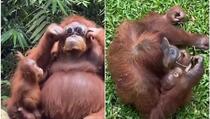 Majka orangutanka "testirala" sunčane naočale
