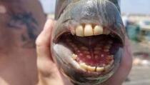 Riba s "ljudskim" zubima ulovljena u SAD-u
