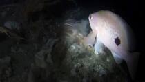 Biolozi vidjeli ribu koja perajama može hodati po dnu mora