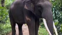 Pozirala gola na ugroženoj vrsti slona, izazvala gnjev pratilaca
