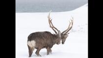 Fotografija jelena koji lutao snježnim terenom postala hit na internetu
