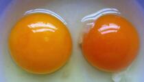 Boja žumanjka otkriva sve: Znate li koje je jaje snijela zdrava koka?