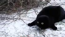 Pogledajte reakciju mačke koja je prvi put u životu vidjela snijeg