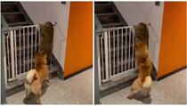Pas uhvatio mačku kako pokušava preskočiti ogradu, njegova reakcija nasmijala internet